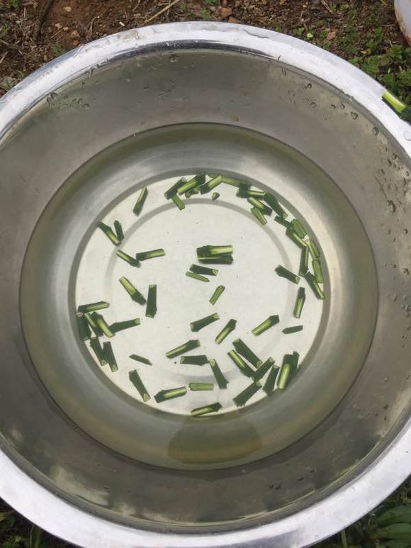 柑橘老树品种改良嫁接技术