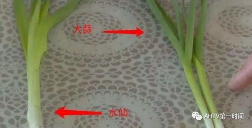 揪了把阳台自己种的大蒜做菜,母女俩呕吐不止