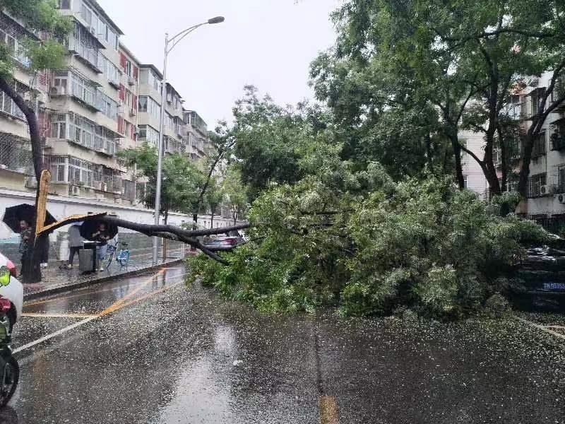 大雨导致树木折断挡路目前已清理