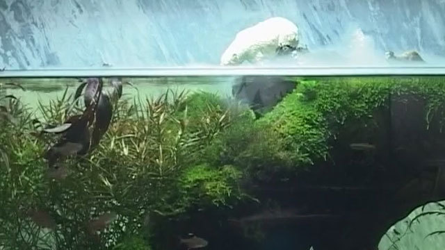 《理财》20170918把大自然搬回家