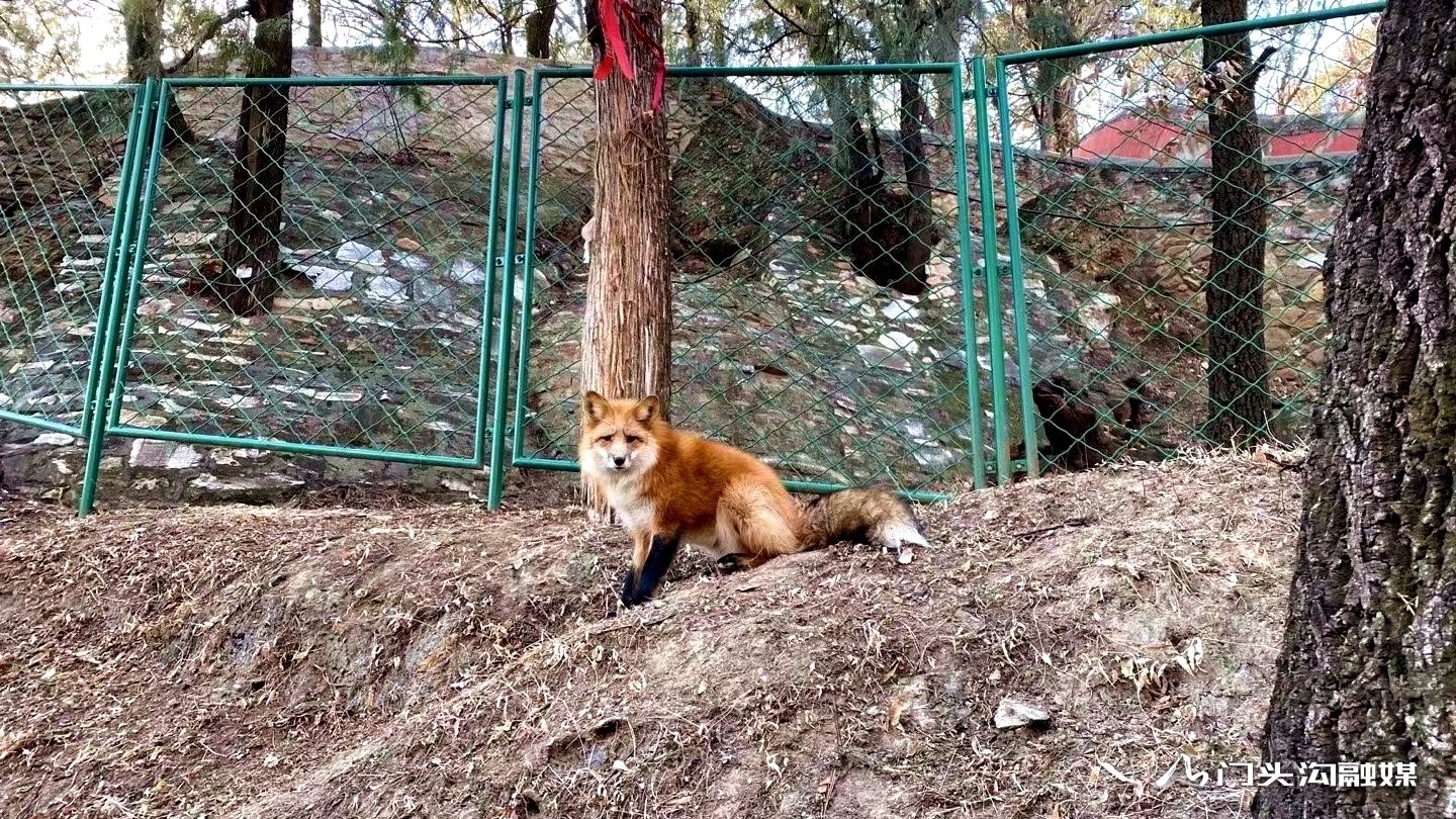 潭柘寺:小狐狸 你又来了!