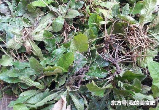 农村里的"铁灯盏",常被当害草除去,却不知道好药就在身边