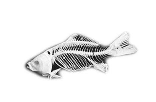 孩子被鱼刺卡喉咙了怎么办?家长不要这样做