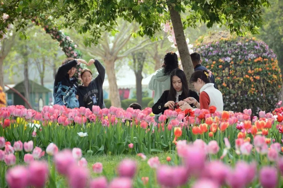 “郁”见美好!鲜花港百万株郁金香进入盛花期_北京时间