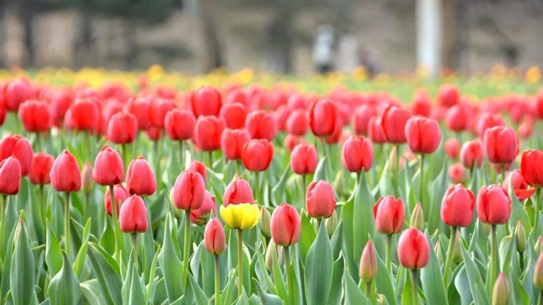 赏花正当时！北京国际鲜花港入选“漫步北京——古迹赏花主题游线路”