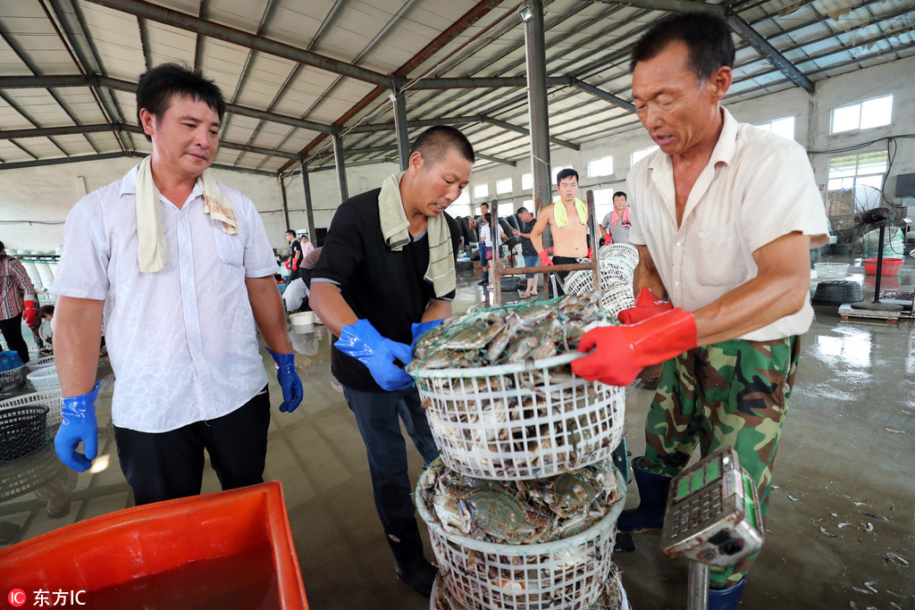 2018年8月7日,渔民在江苏省连云港市赣榆海头港海产品交易市场分拣梭子蟹,准备装车外运。
近日,江苏省连云港市秋捕梭子蟹喜获丰收,梭子蟹日到港量40多万公斤,当地渔民加紧捕捞和分拣,及时装车外运,满足市场需求。 
自8月1日12时起,黄海和东海海域桁杆拖虾、笼壶类、刺网和灯光围(敷)网作业渔船结束为期3个月的伏季休渔,开始海上捕捞作业。