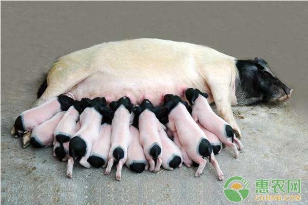 2018年养猪新政策,看看这些养猪条件你符合吗