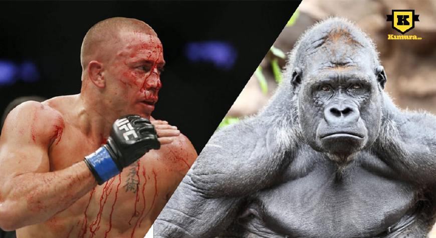 泰森能打死一头牛?愚昧,9次UFC冠军偶遇大猩