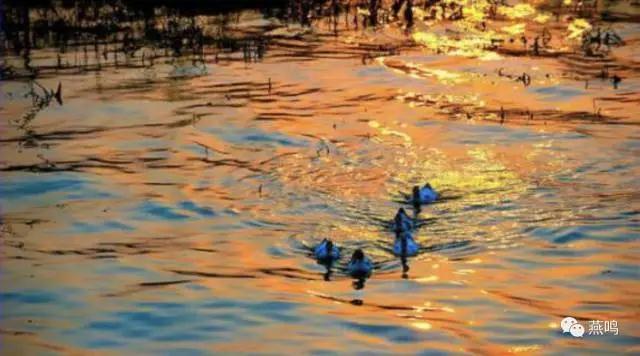 【改革•印记】河湖清澈迎来动植物“回迁” 【改革•印记】河湖清澈迎来动植物“回迁”