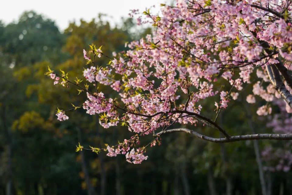 2018第一树樱花已开!2月底更新今年日本赏樱