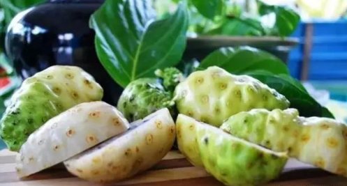 「酵素」水果功效系列之-诺丽果抗癌之王