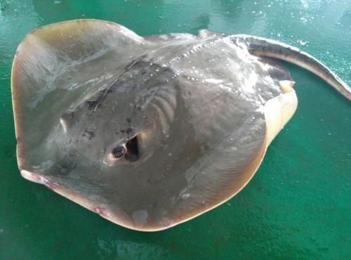 有助于促进伤口愈合的十大食物