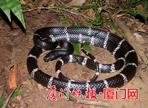 02 椭圆形的头,斑马纹,这就是银环蛇.