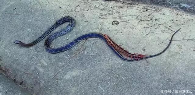 路上发现蜈蚣和蛇大战,黄蜂助攻阵,这场面,实在罕见-北京时间