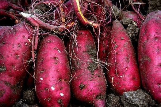 中医独家食疗秘方治湿疹,被誉为黄金方轻轻松