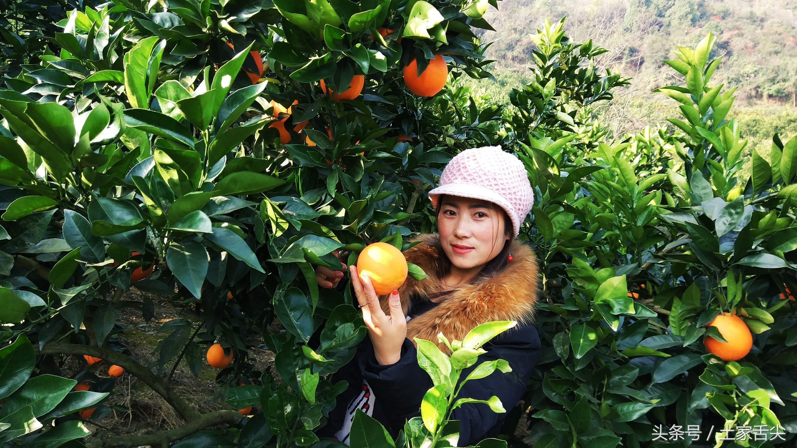 出产于长阳清江椪柑原产地岩松坪的纽荷尔圆红