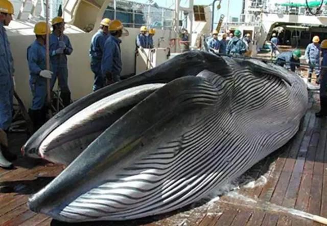 日本人吃鲸鱼肉的背后:为何日本宁愿舍弃80亿