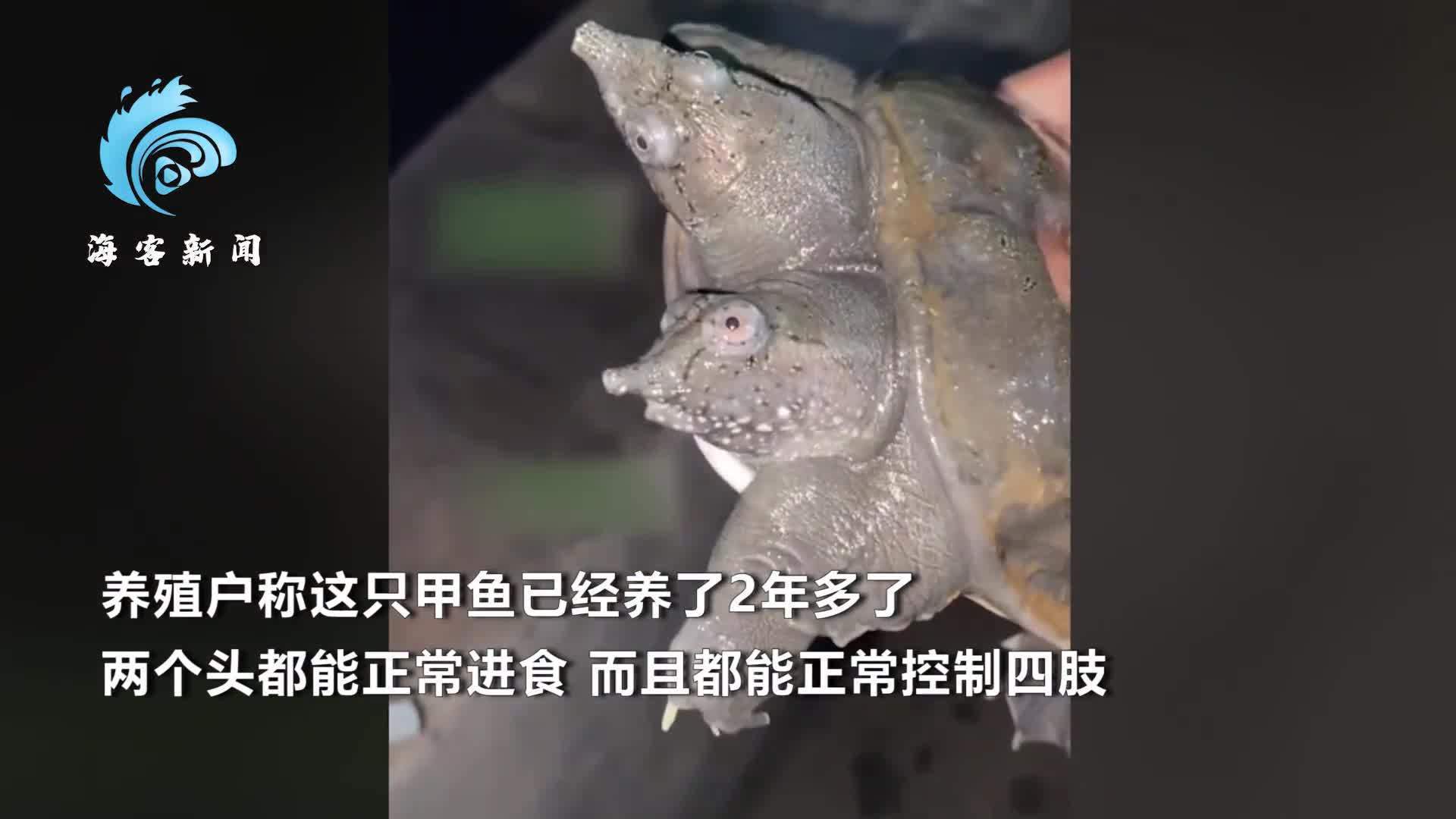 罕见！养殖户晒出双头甲鱼 活性十足两头都可进食