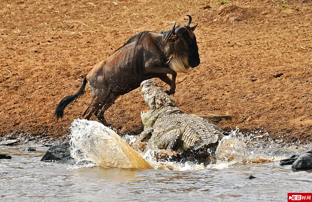 当地时间2016年9月12日，肯尼亚马赛马拉野生动物保护区迎来一年一度的角马迁徙，然而角马却惨遭鳄鱼在水中狩猎。
