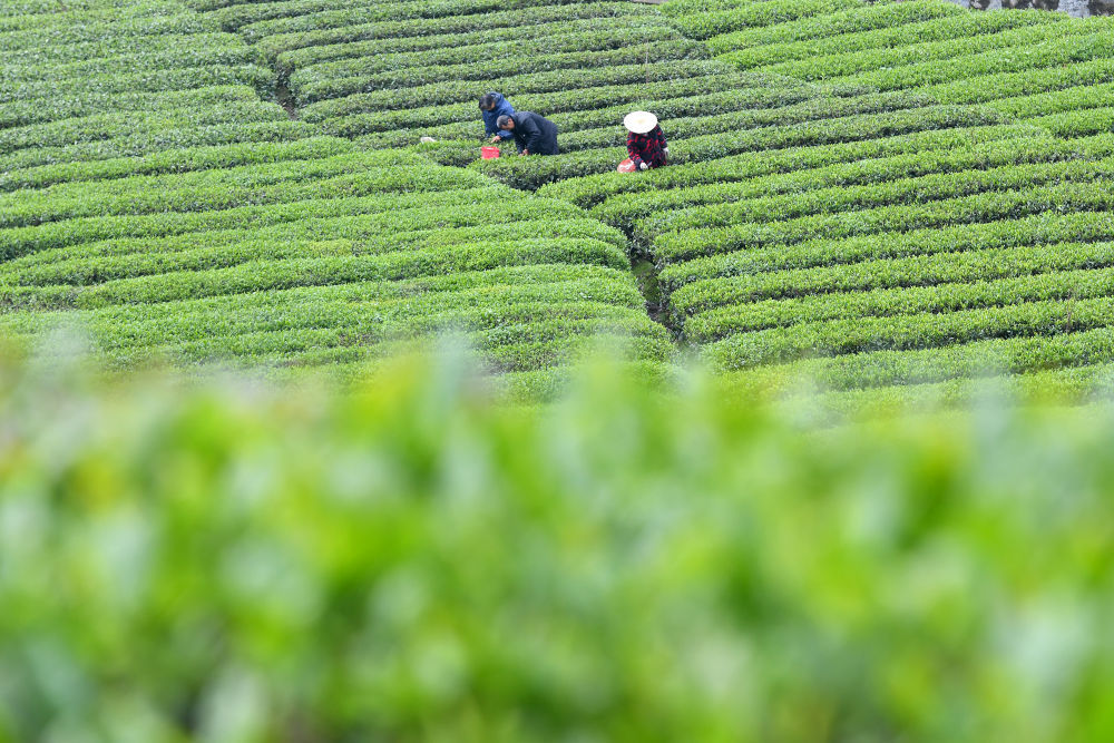 在湖南省湘西土家族苗族自治州龙山县红岩溪镇栈行村,茶农在茶园采茶