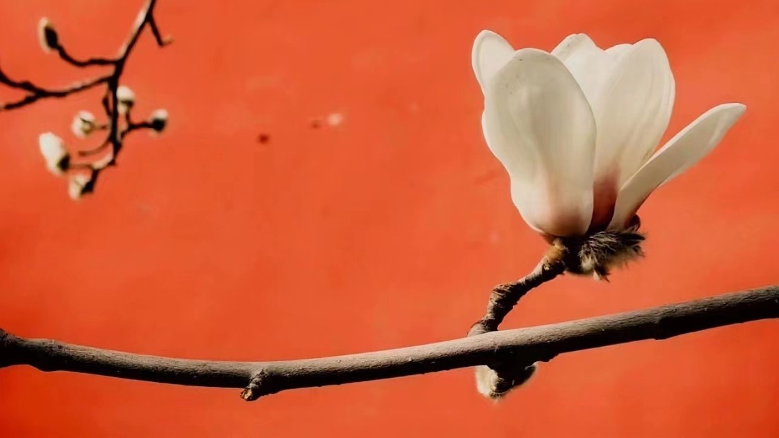 红墙碧瓦白玉兰 春日皇家限定版美景本周末启 红墙碧瓦白玉兰 春日皇家限定版美景本周末启