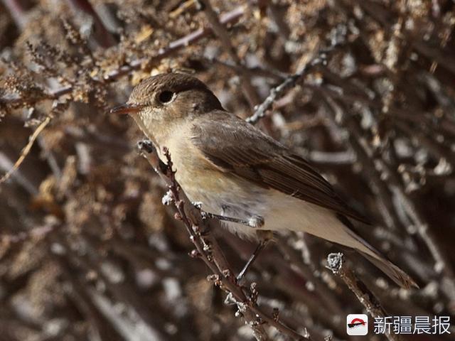 今年新疆野生鳥增至488種 7年新增38種鳥類新記錄