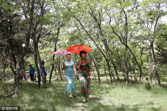 山东日照甲子山槐花节开幕 槐花飘香惹人醉
