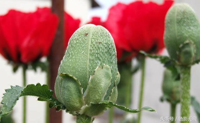 这种植物农民当特效药,能治疗肚子疼,种植一