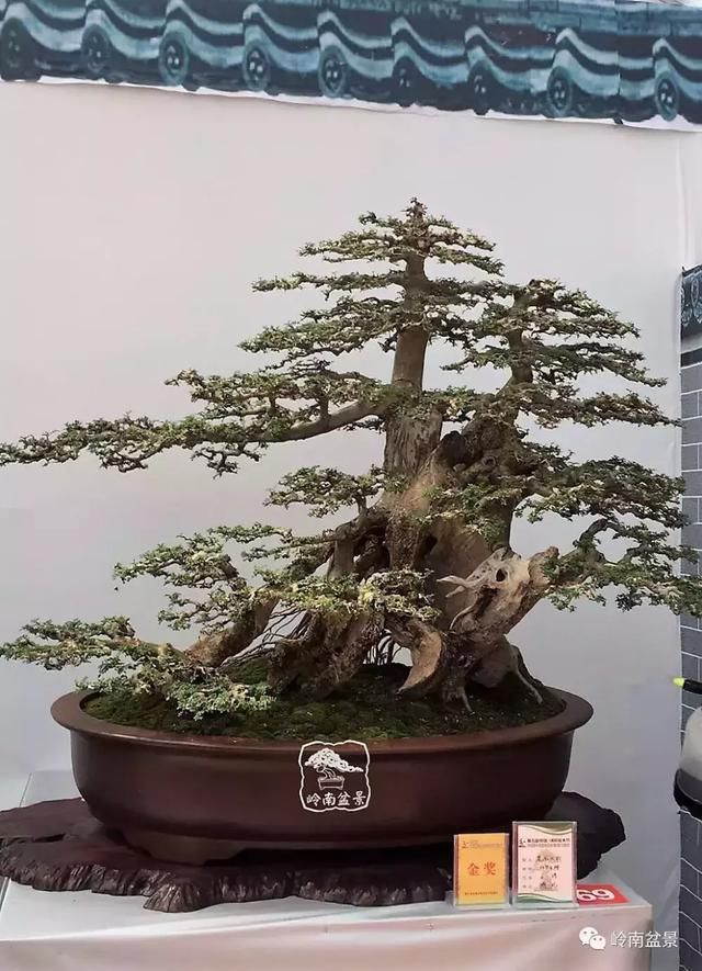 对节白蜡是二级保护树种,听说武则天与对节白