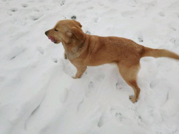 北京下雪了!大金毛也非常兴奋,带着金毛出去后