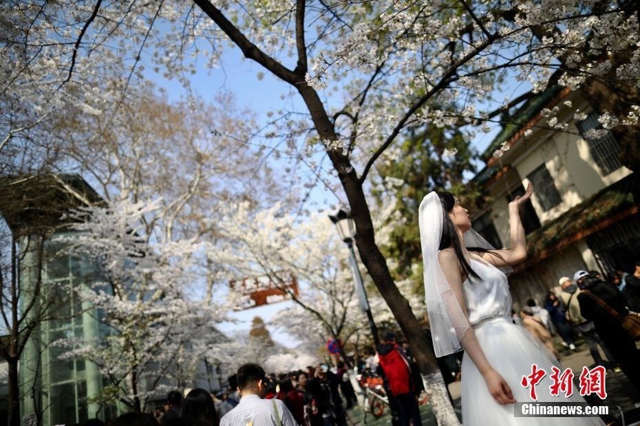 3月25日，游客在南京鸡鸣古刹门前的樱花大道上赏花拍照。近日，南京鸡鸣寺路两旁的樱花进入盛花期，吸引众多游人前来赏花。中新社记者泱波摄