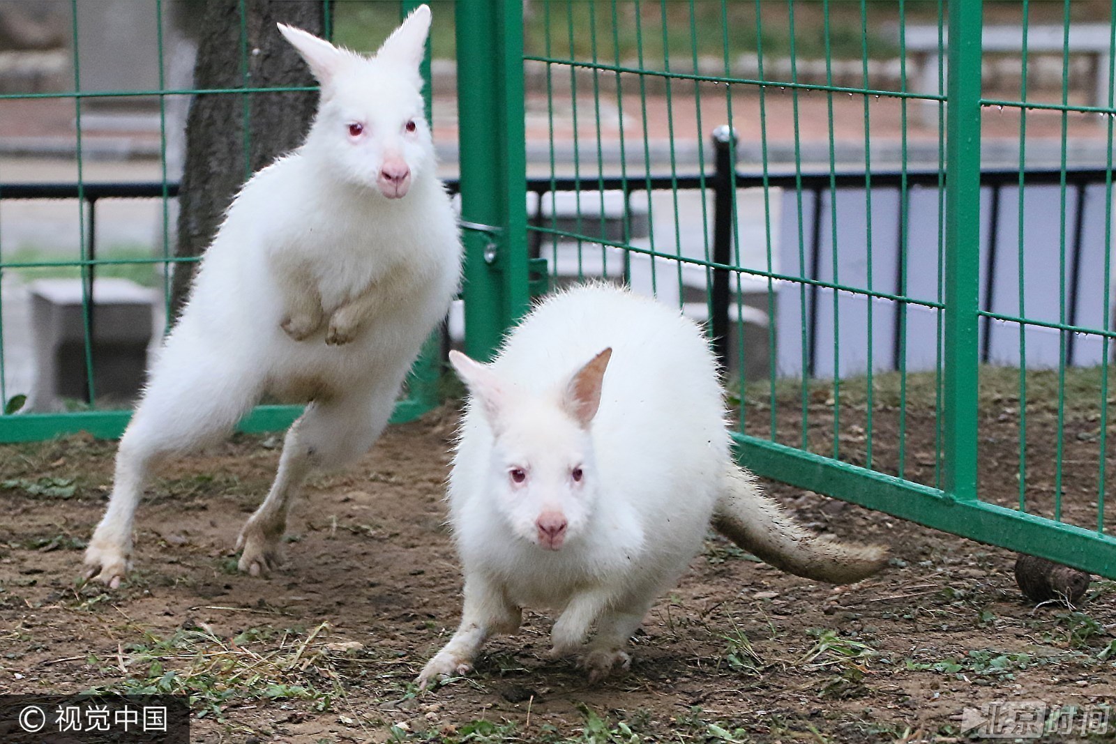 濒危白袋鼠亮相山东烟台 全世界仅剩1000余只 濒危白袋鼠亮相山东烟台 全世界仅剩1000余只