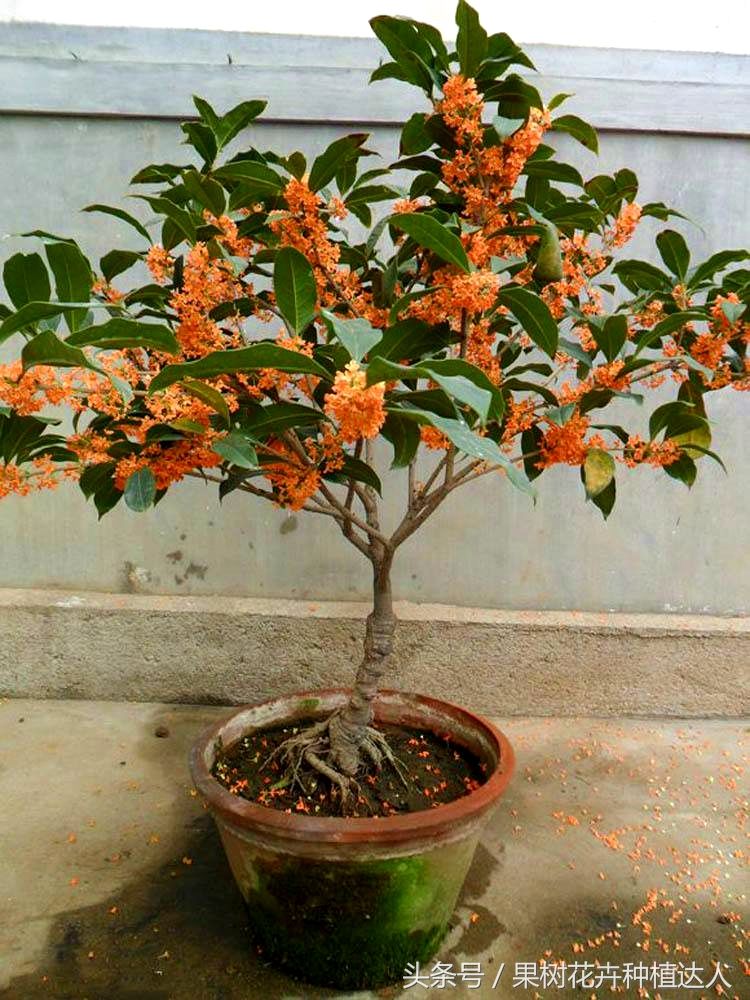 这种花号称"天下第一香",沾土就活,家里种2盆,花香传千里!