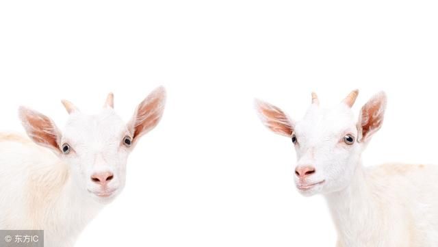 肖羊,2018破太岁影响有多大?专业解析不同年