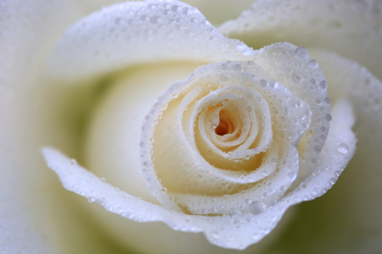 郑州市市花月季花开 张张如画美如桌面