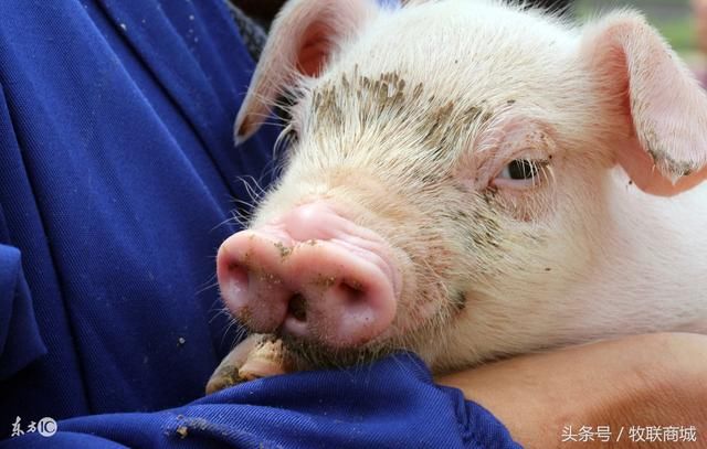 女贞子养猪,中草药养猪配方,中药饲料添加剂女