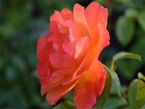 三百六十行,行行出状元!3大生肖今后3年,靠着财