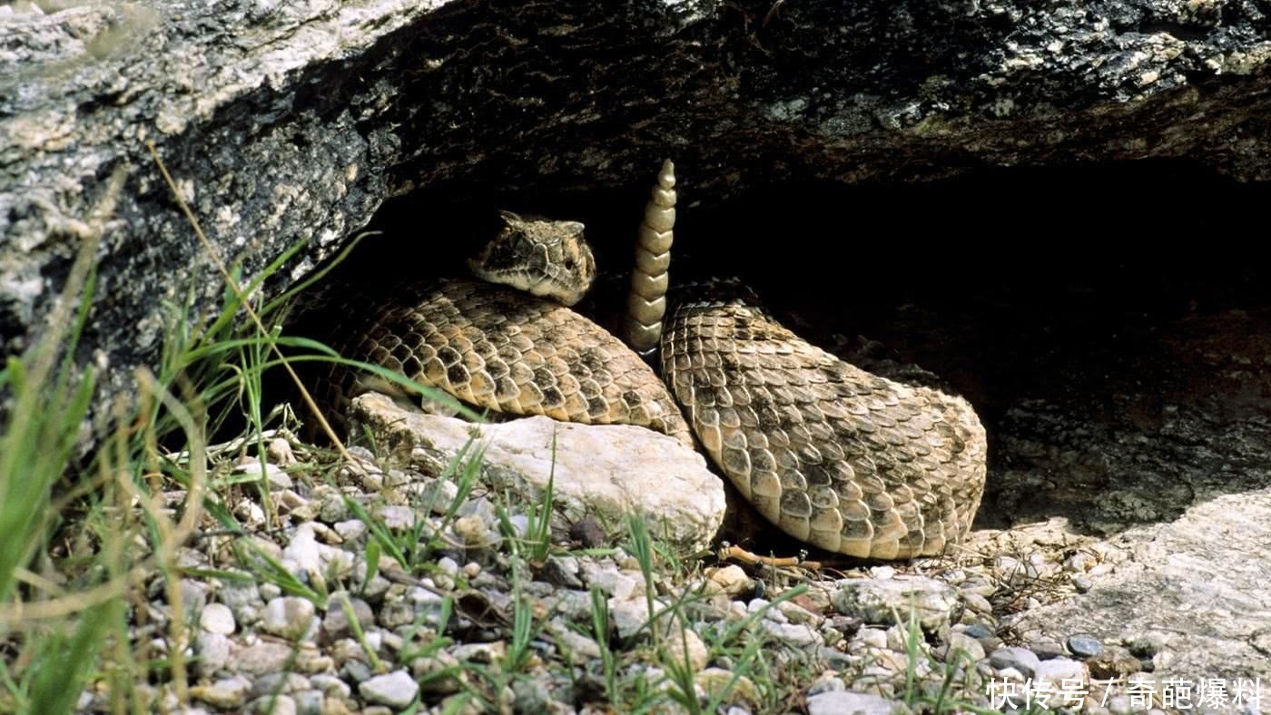 直击动物界最奇葩的8大冬眠动物,最后一种非洲