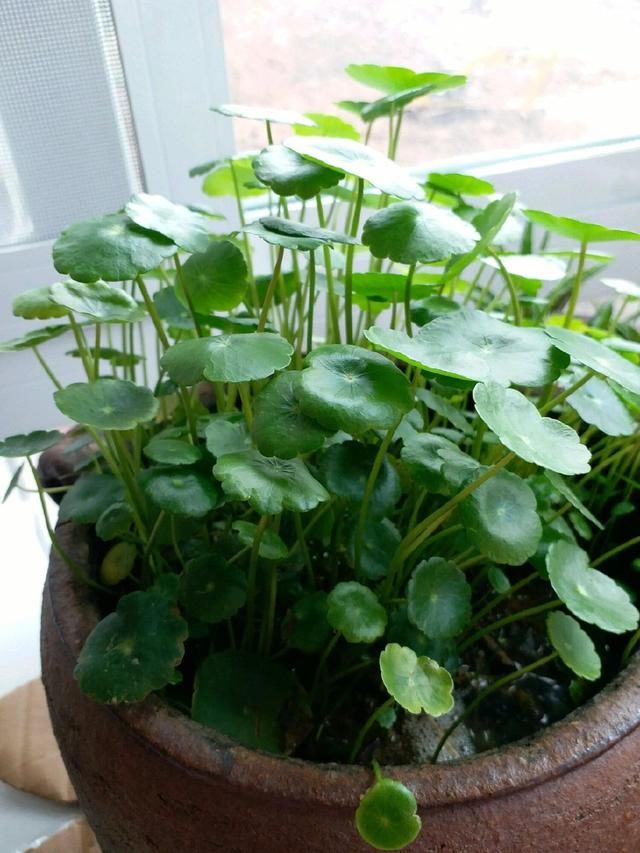 婆婆这么养铜钱草,家里放10盆都可以当绿屏风