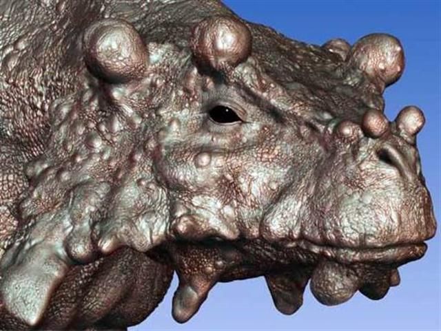 多数巨颊龙的头骨长着骨质突起,它很可能是被皮肤包