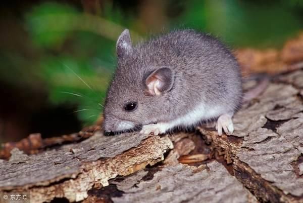 僧预测:1972年苦命鼠的后半辈子,一切都是最