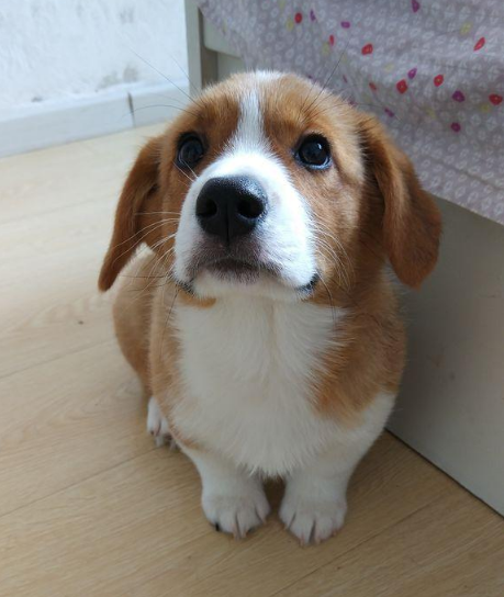 柯基怀孕生下5只小奶狗,主人执意扔掉其中2只,背后原因令网友笑喷!