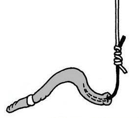 蚯蚓钓鱼用什么打窝,看老钓手用蚯蚓钓鱼的挂