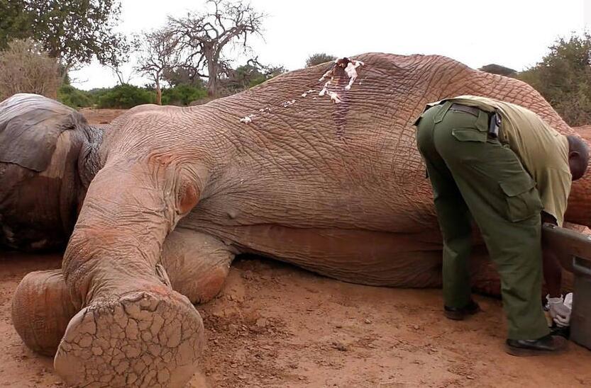 大象倒地后，兽医靠近它，在它身上做好标记，以便于日后观察它的身体恢复状况。