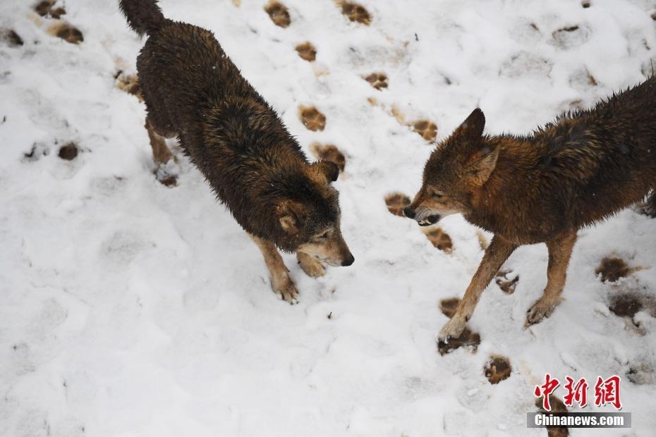 安徽合肥迎降雪 动物们冬季花式过冬