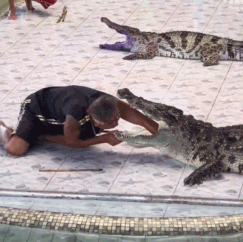 7月31日报道，当地时间29日，泰国清莱的Phokkathara动物园，一位驯兽师把胳膊伸入鳄鱼嘴中进行特技表演时，鳄鱼突然一口咬住了该驯兽师的胳膊。