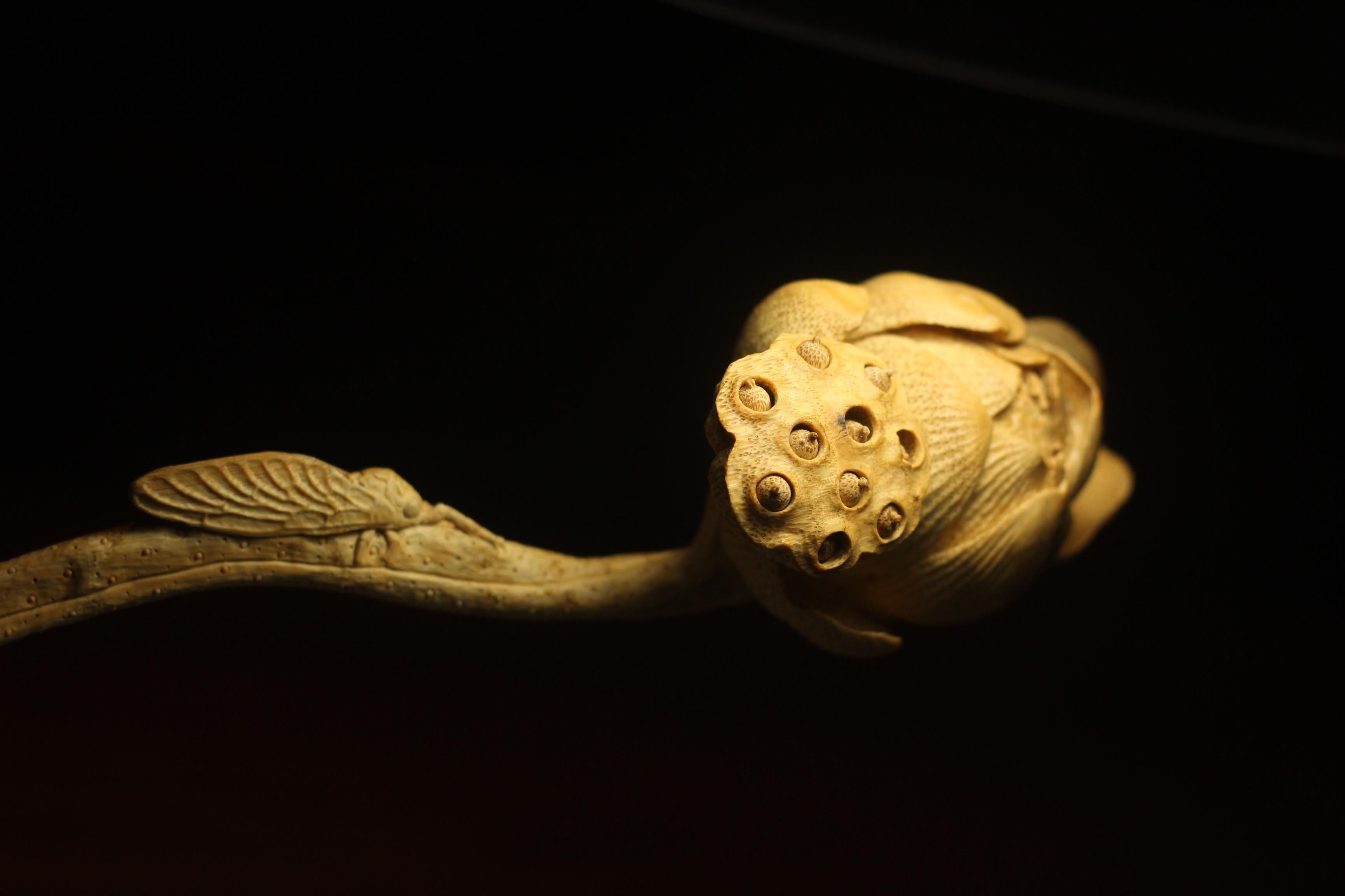 不一样的竹子老竹根焕发别样的风采