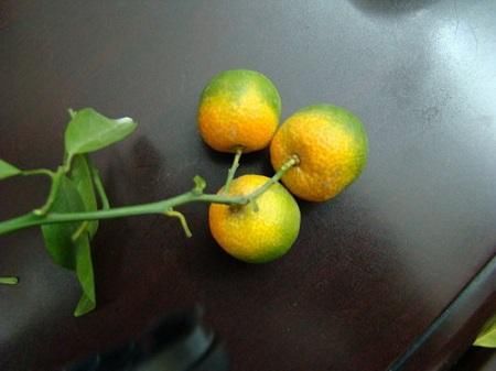柑橘市场愈是低迷,愈要高度警惕柑橘黄龙病传