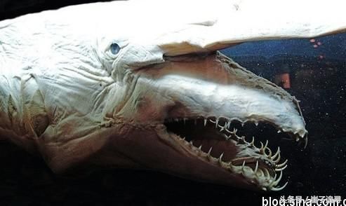 深海1万米巨型生物