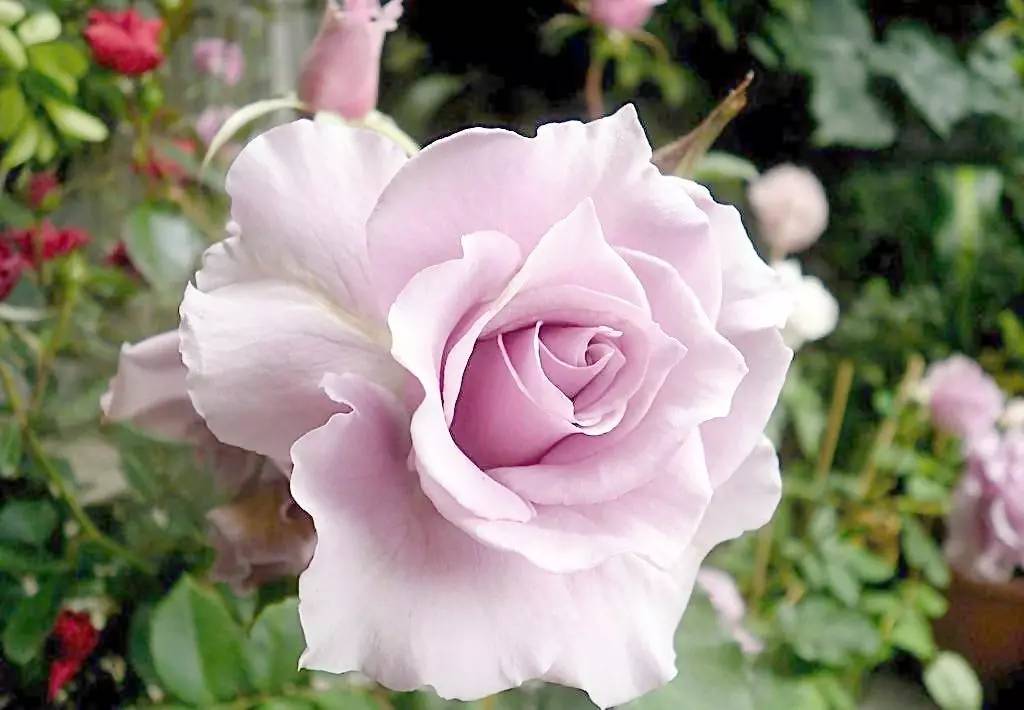 月季花的演变史,几代人不停探索,终得完美方案